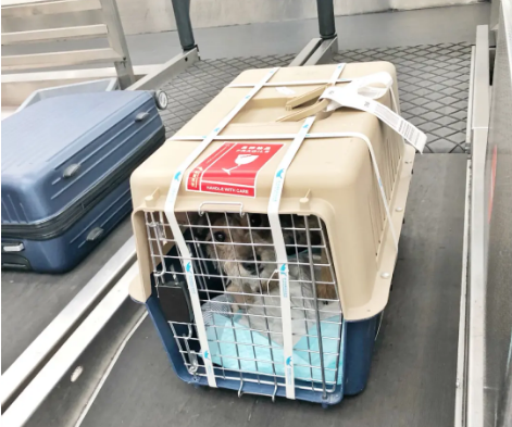 周口宠物托运 宠物托运公司 机场宠物托运 宠物空运